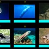 100 Animales por Pescailla