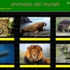 febrero-animales-del-mundo-juncal