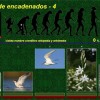 especies-encadenadas-4