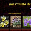 Un ramito de violetas por Elder