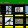 Aves de presa 2 por Pinky