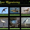 Aves migratorias por Pinky