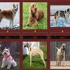 Razas de perros por Monica