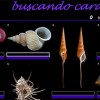 caracolas